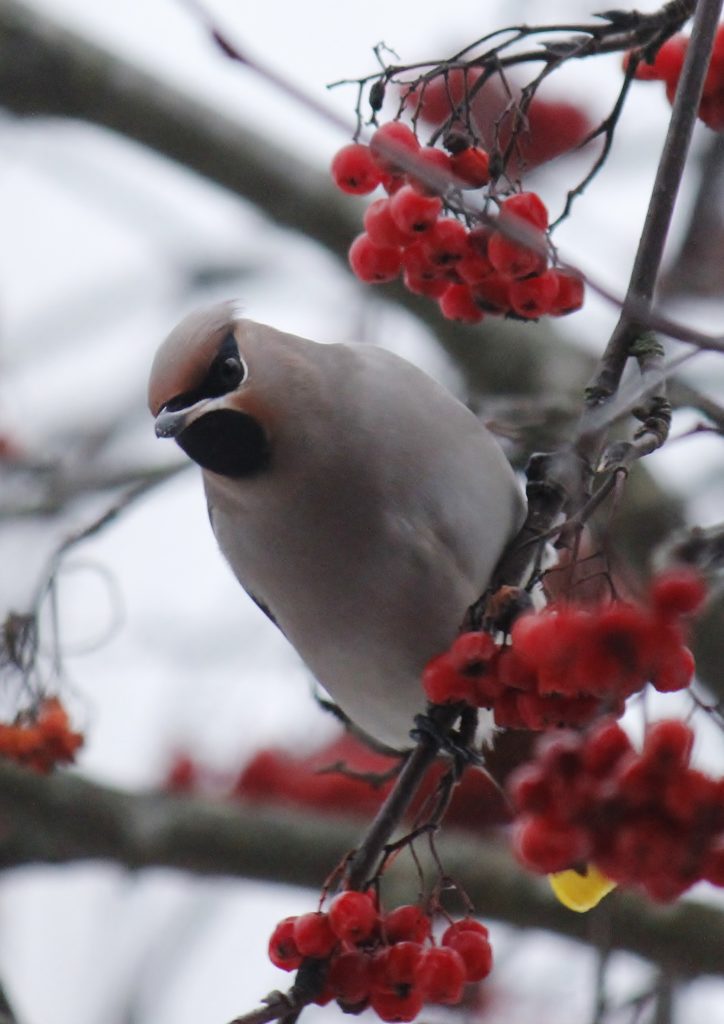 Valokuvaaja: Päivi Ronkainen