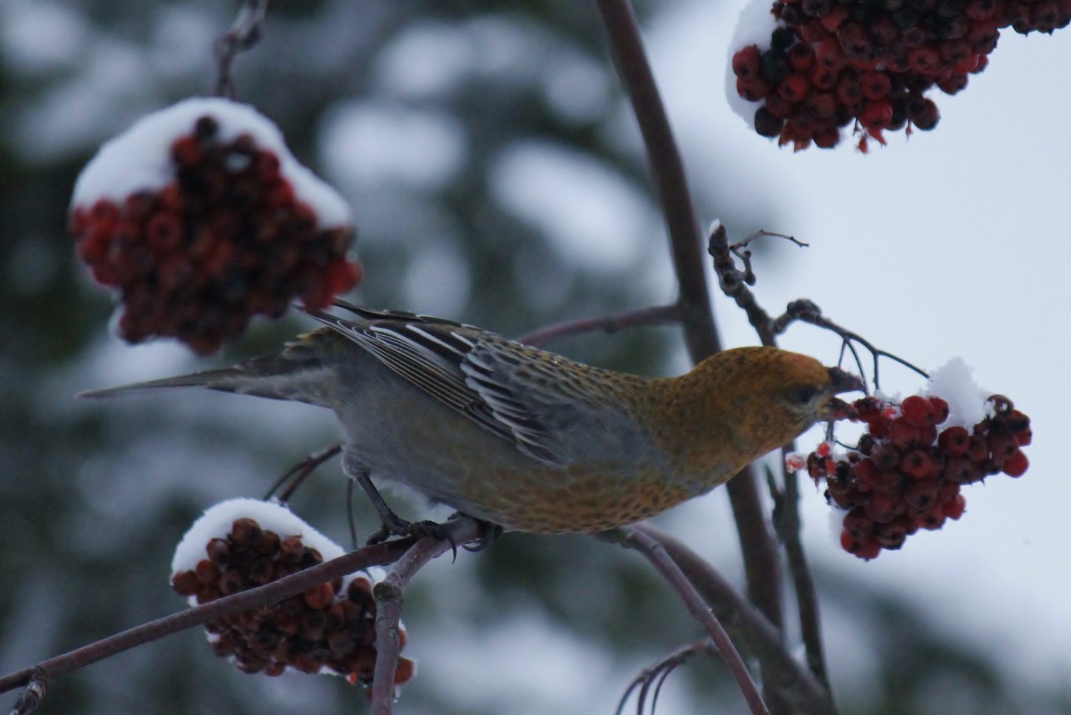 Valokuvaaja: Päivi Ronkainen