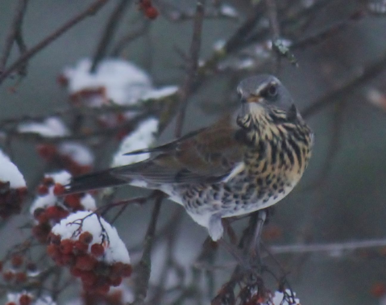 Valokuvaaja: Päivi Ronkainen