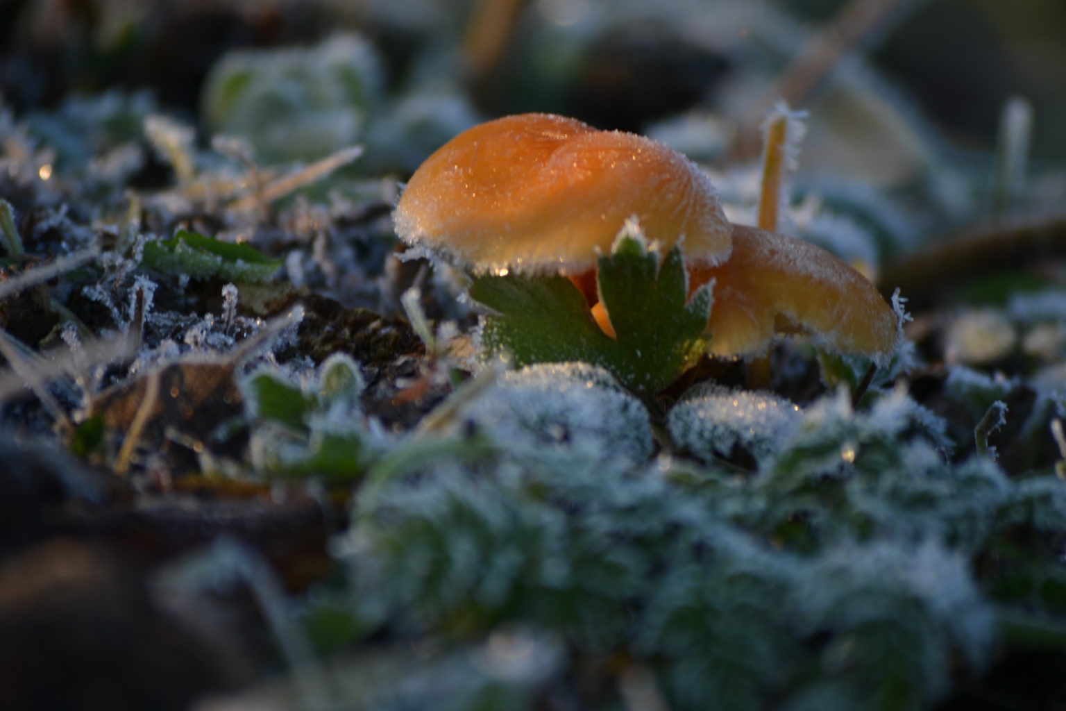 Valokuvaaja: Päivi Aikioniemi