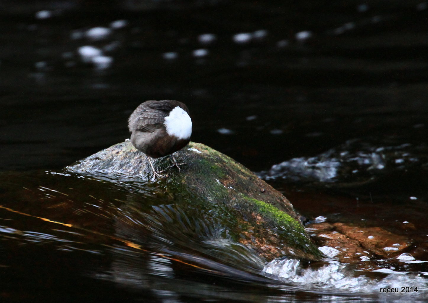 Valokuvaaja: reijo lehtonen Valokuvaaja: reijo lehtonen