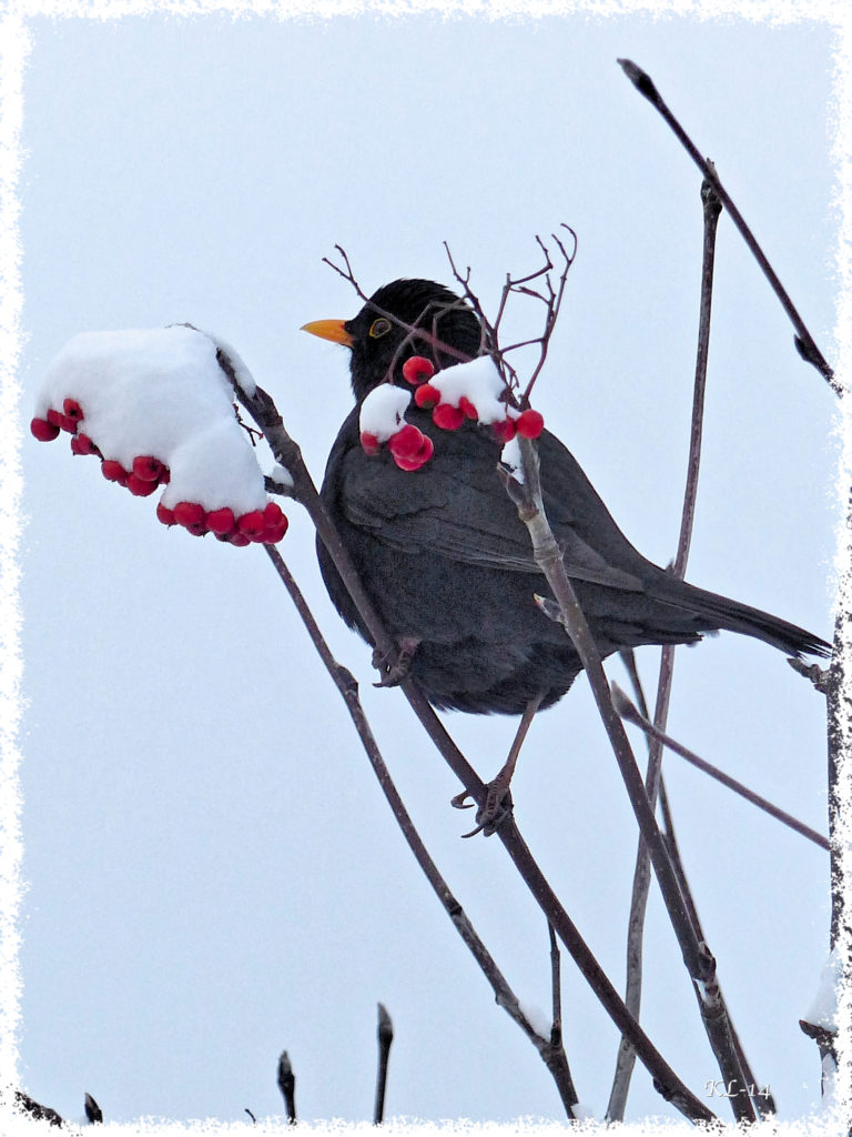 Valokuvaaja: Katri Lehtonen