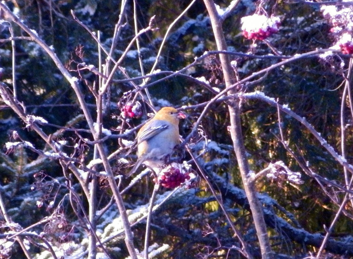 Valokuvaaja: Tanja Eskonniemi