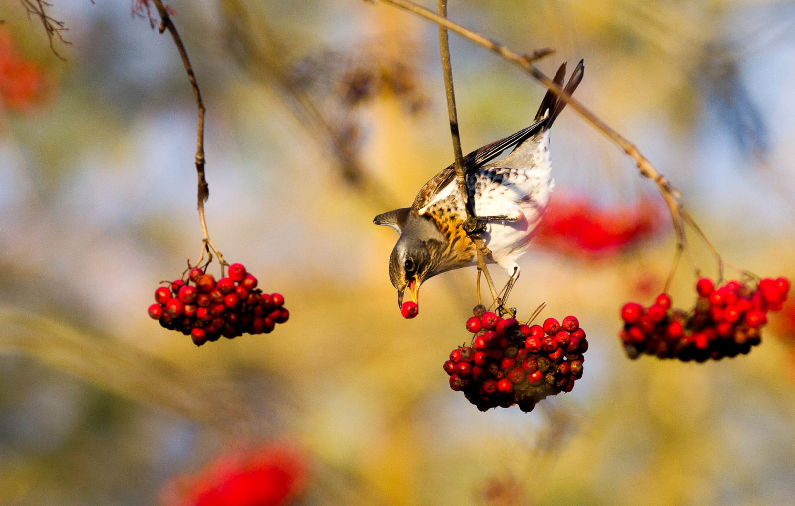 Valokuvaaja: Kyösti Sorsa