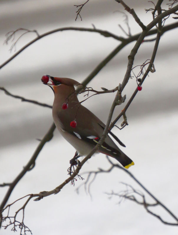 Valokuvaaja: Jaana Talvinen