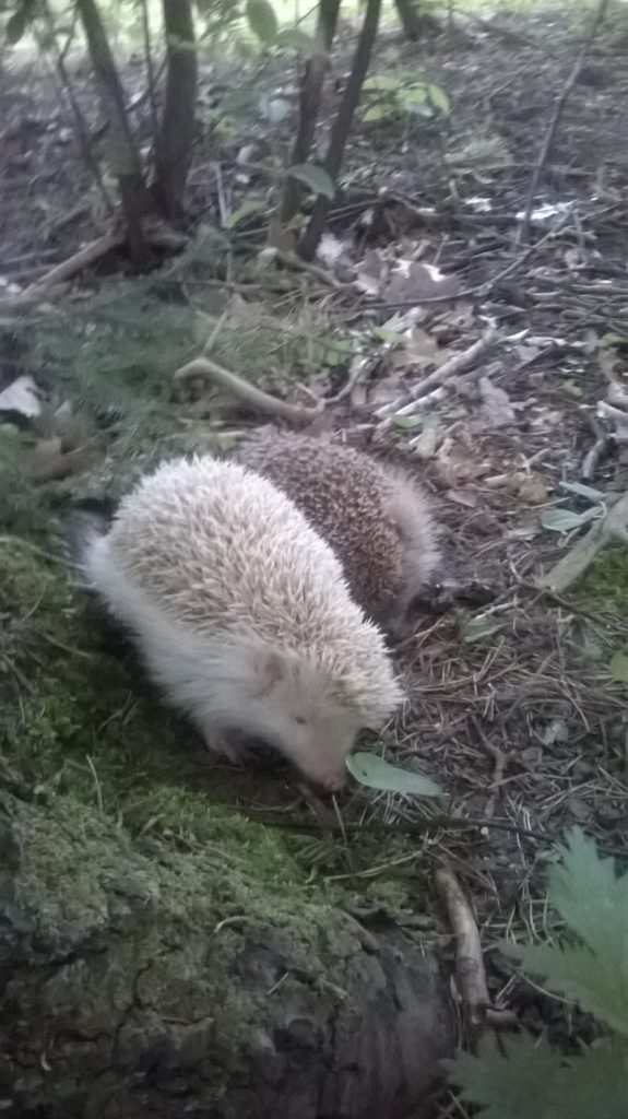 Valokuvaaja: Laura Vuorela