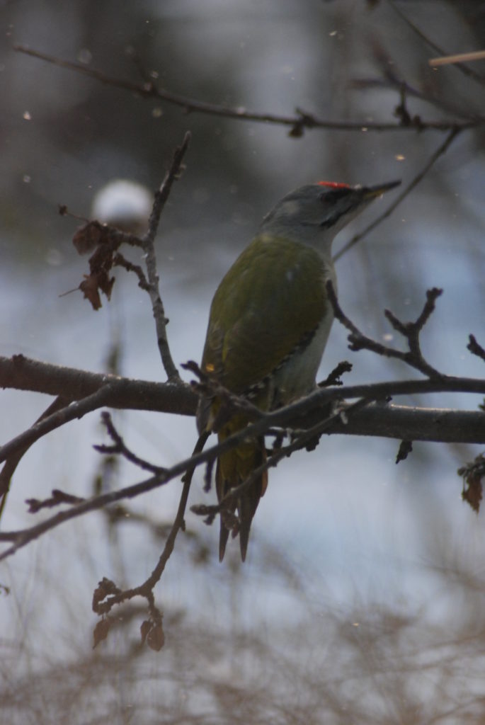 Valokuvaaja: Pekka Nupponen