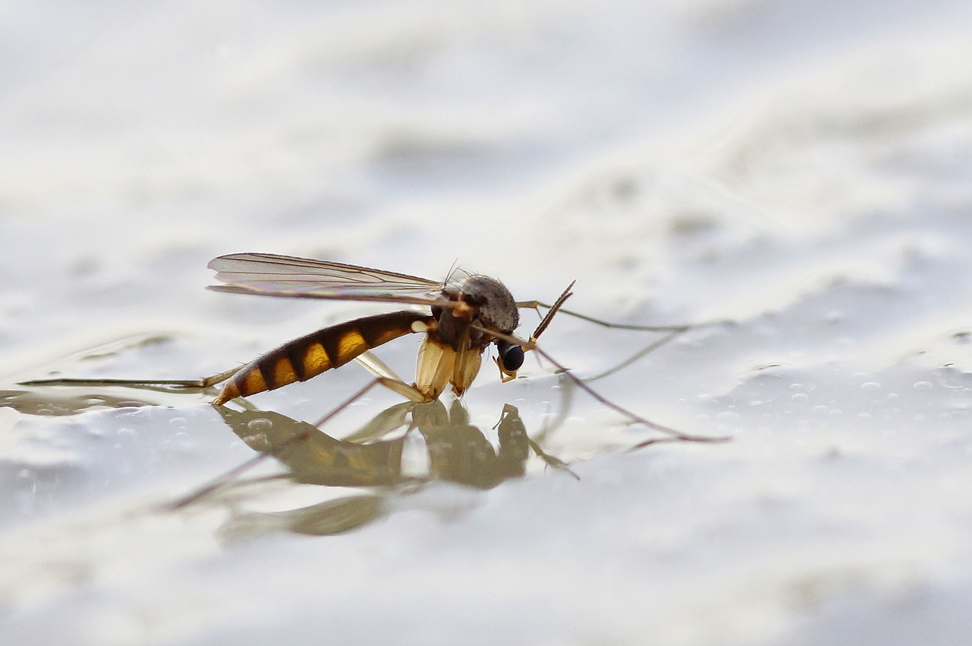 Valokuvaaja: Juhani Harkas