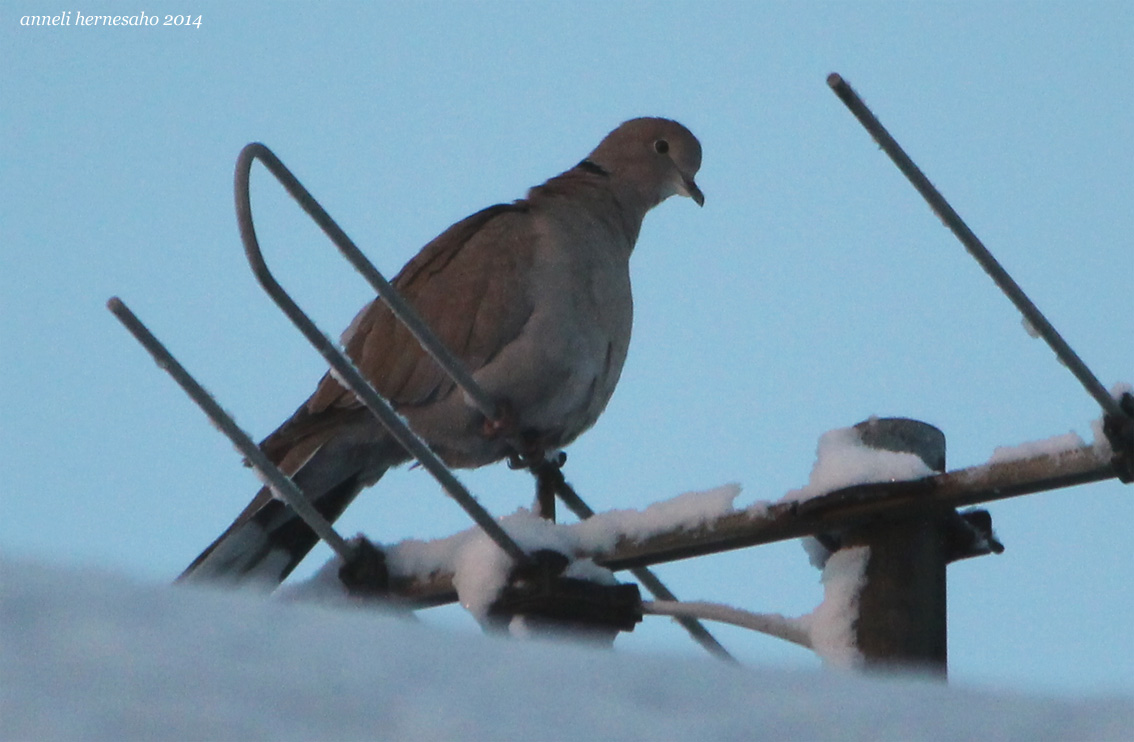 Valokuvaaja: Anneli Hernesaho