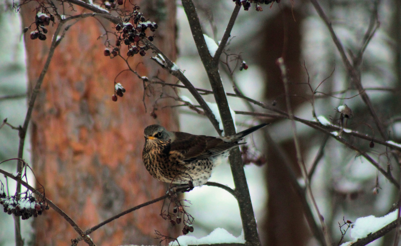 Valokuvaaja: Ahti  Keränen