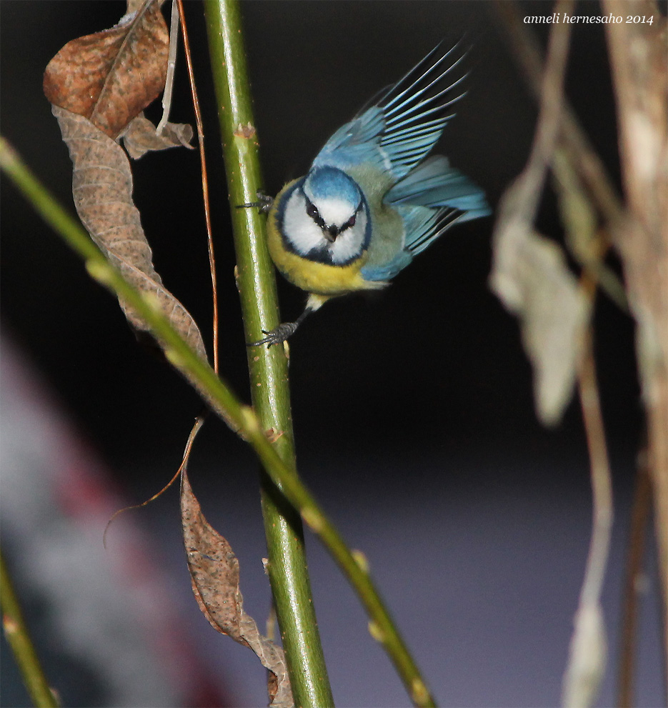 Valokuvaaja: Anneli Hernesaho