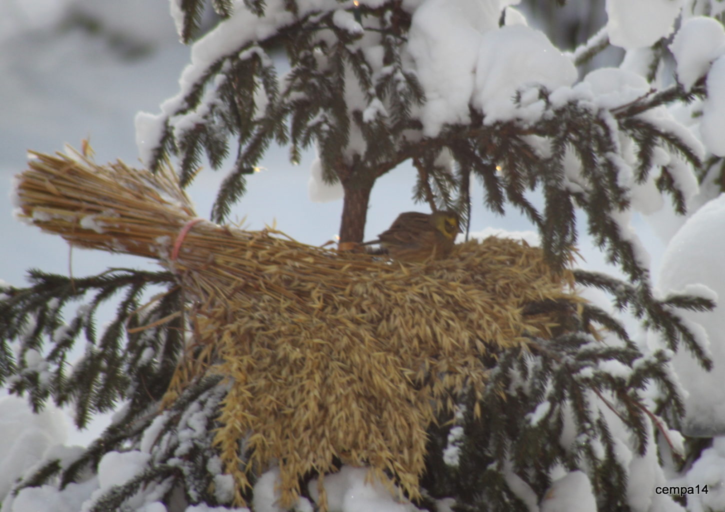 Valokuvaaja: tapio keinonen