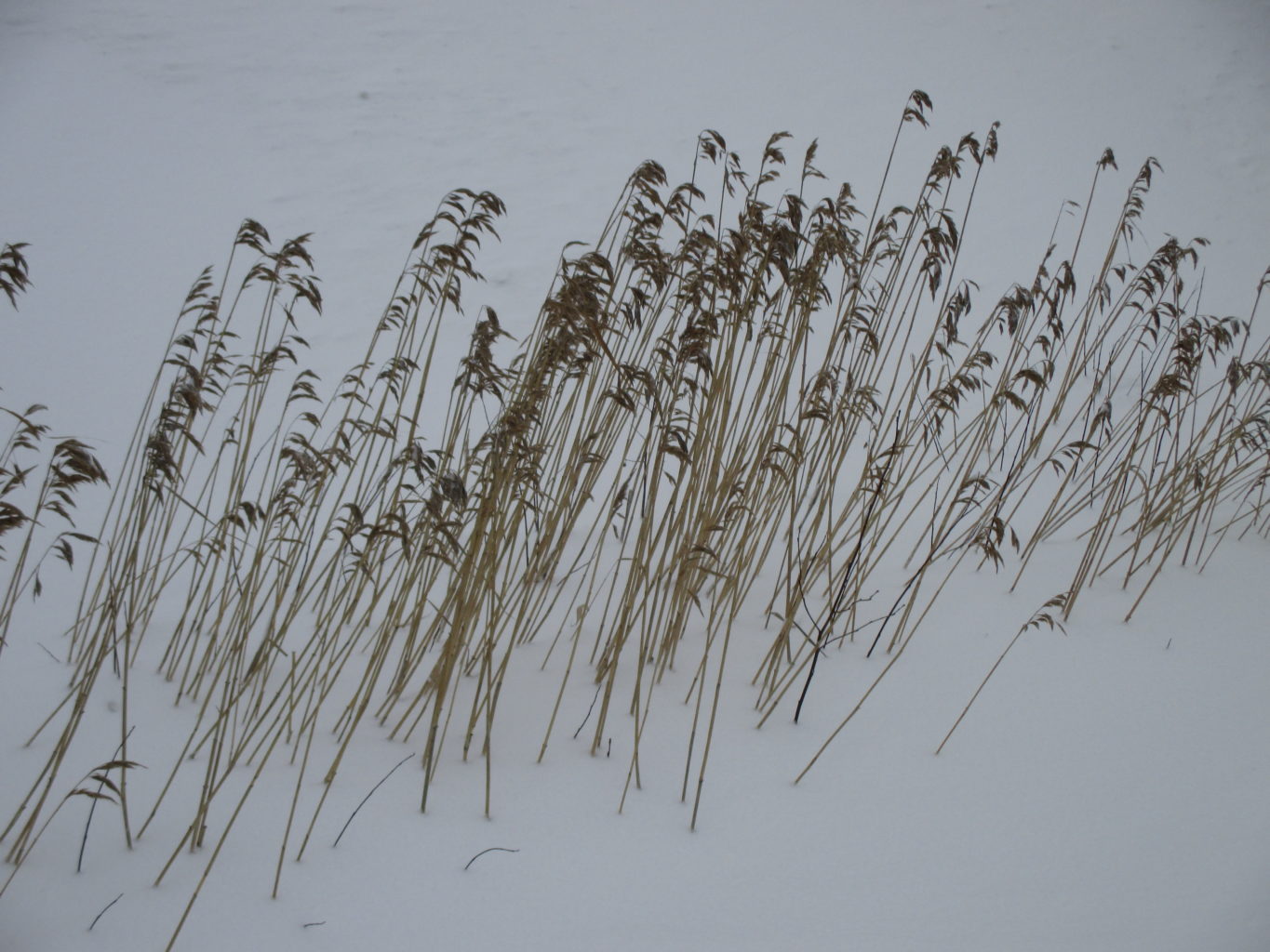Valokuvaaja: yrjo lukkari