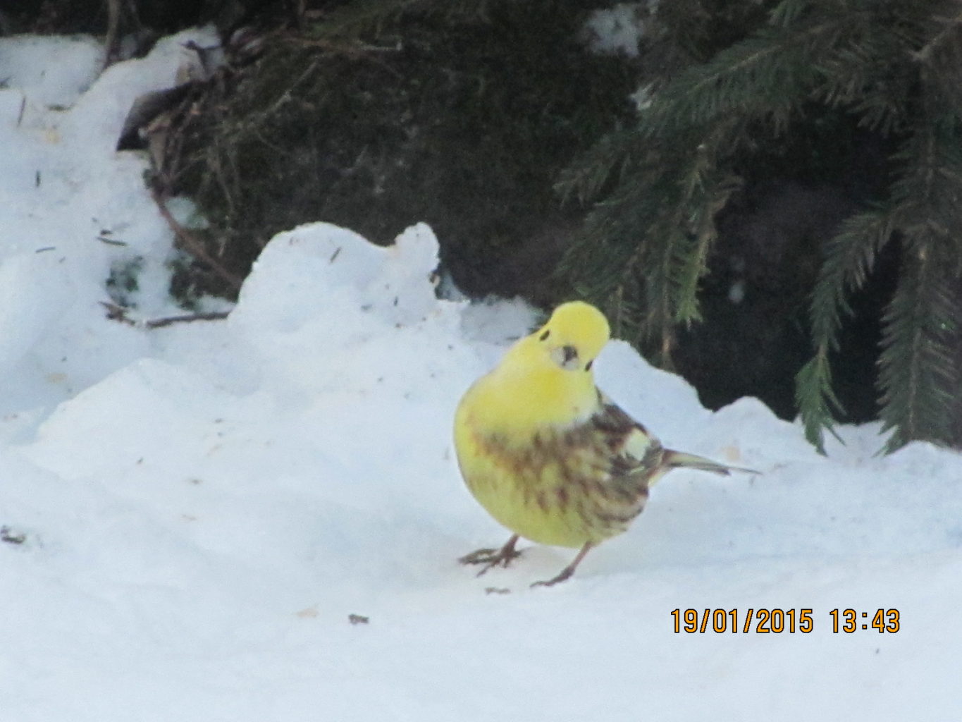 Valokuvaaja: Sinikka Kirjalainen