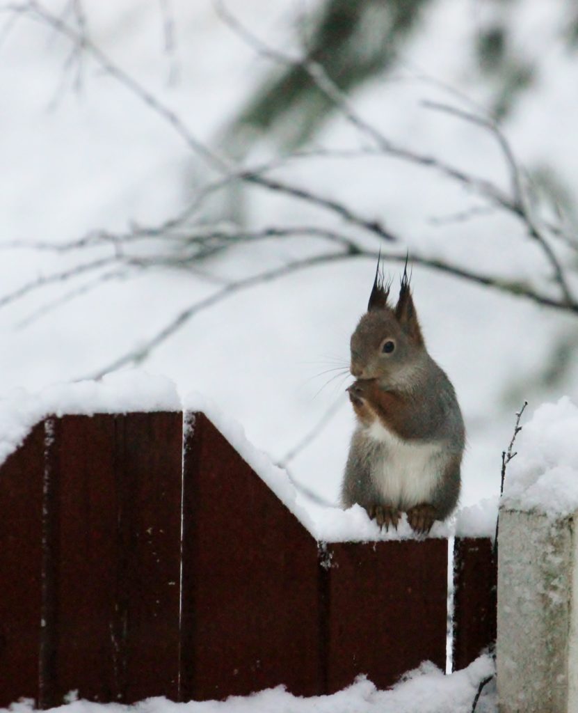 Valokuvaaja: Juha Pitkänen