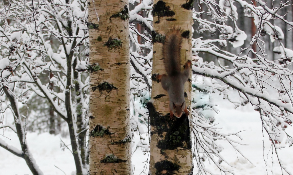 Valokuvaaja: Juha Pitkänen