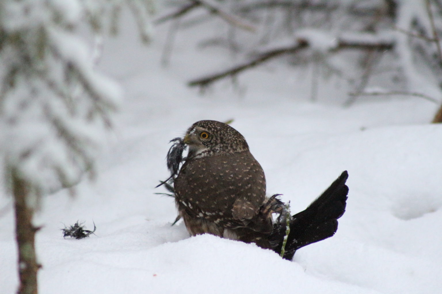 Valokuvaaja: Terhi Pöntinen