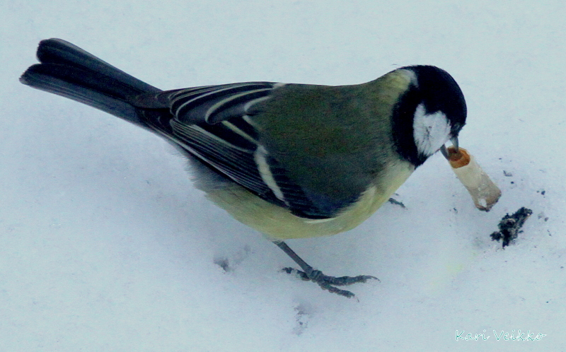 Valokuvaaja: Kari Veikko