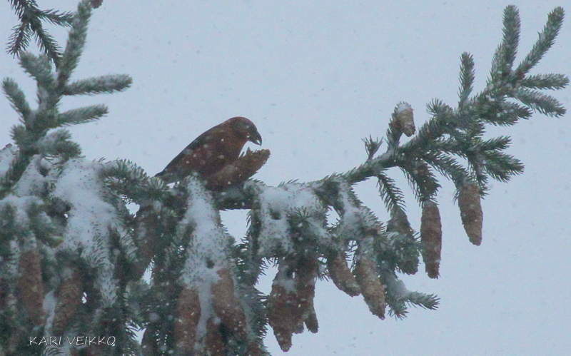 Valokuvaaja: Kari Veikko