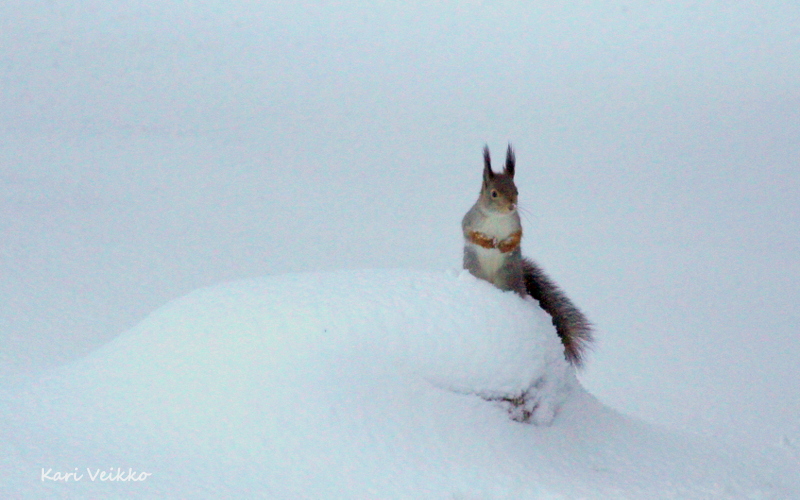 Valokuvaaja: Kari Veikko