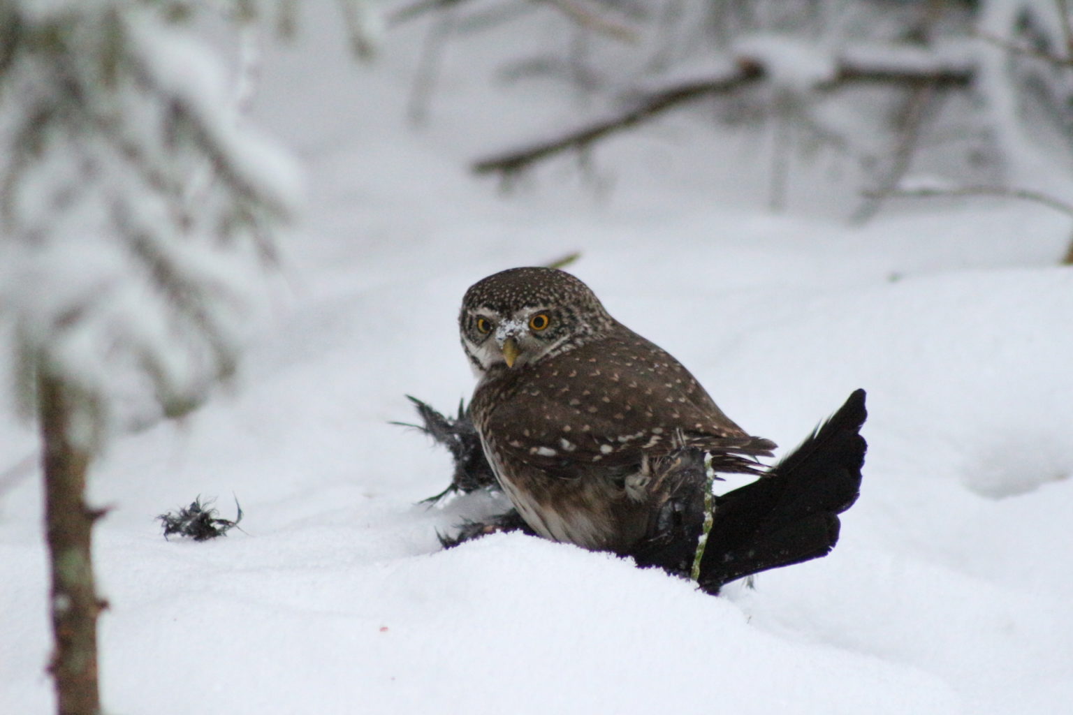 Valokuvaaja: Terhi Pöntinen
