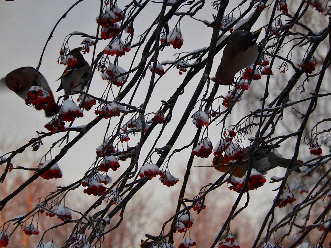 Valokuvaaja: Pirkko Siukonen Valokuvaaja: Pirkko Siukonen