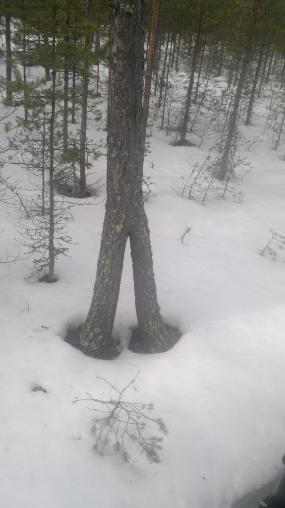 Valokuvaaja: Pentti  Hyyppä