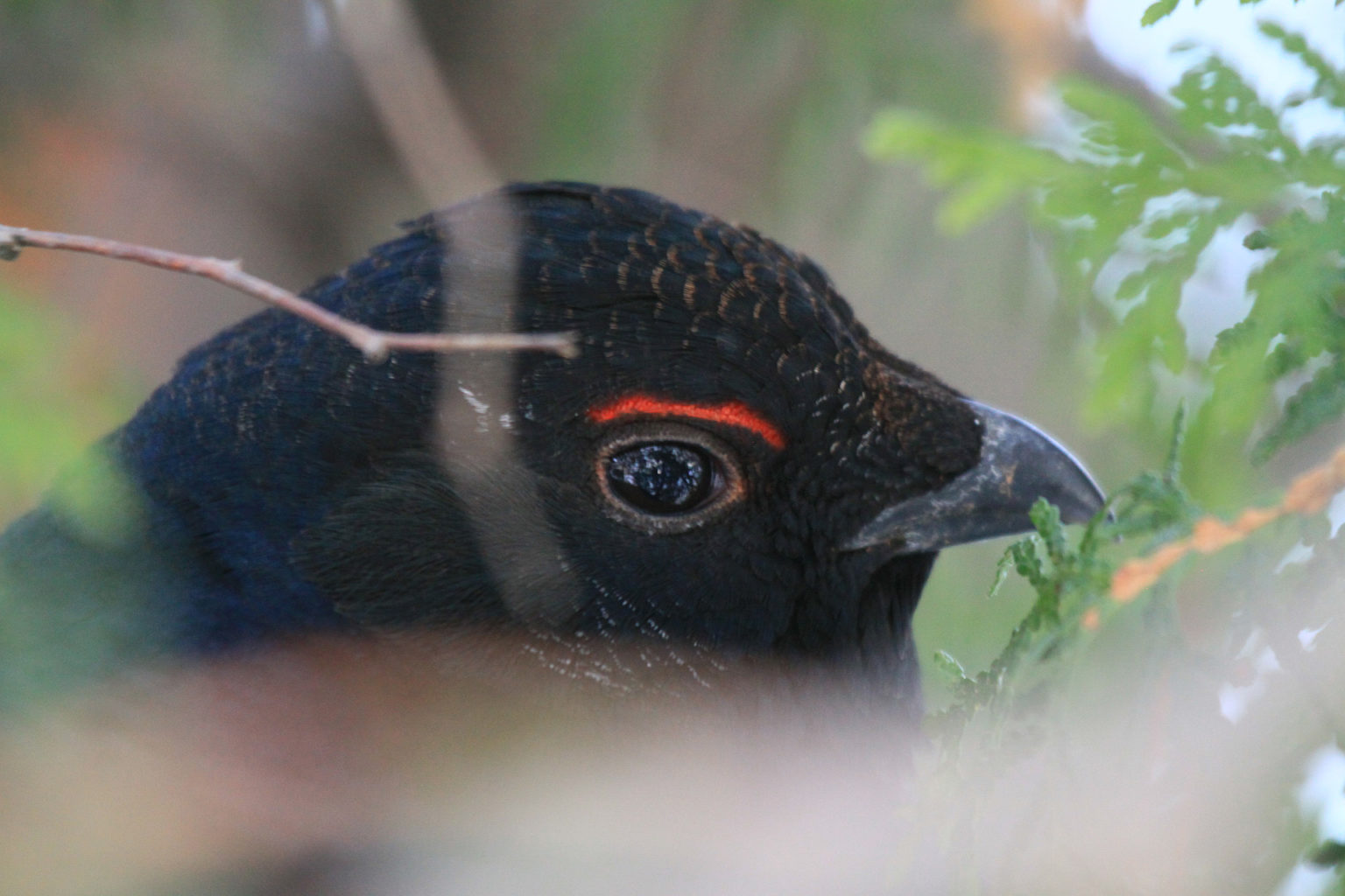 Valokuvaaja: Berndt Hannelius