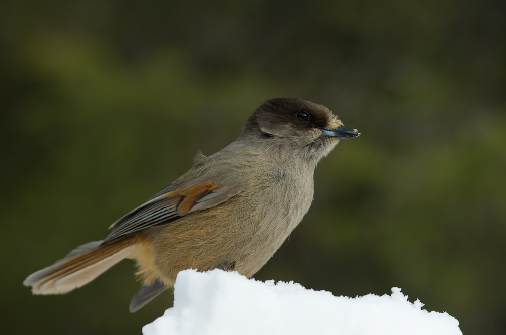 Valokuvaaja: Heli Junno