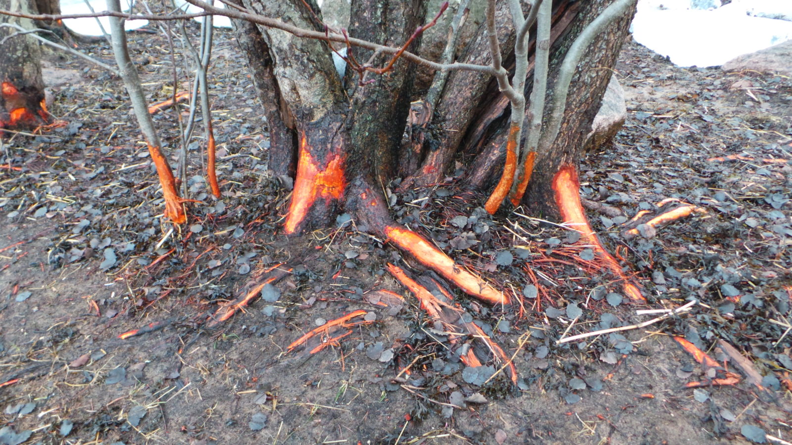 Valokuvaaja: Kirsi Grönholm