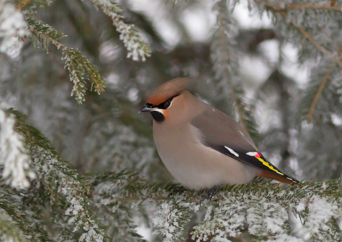 Valokuvaaja: Irma Kortekallio