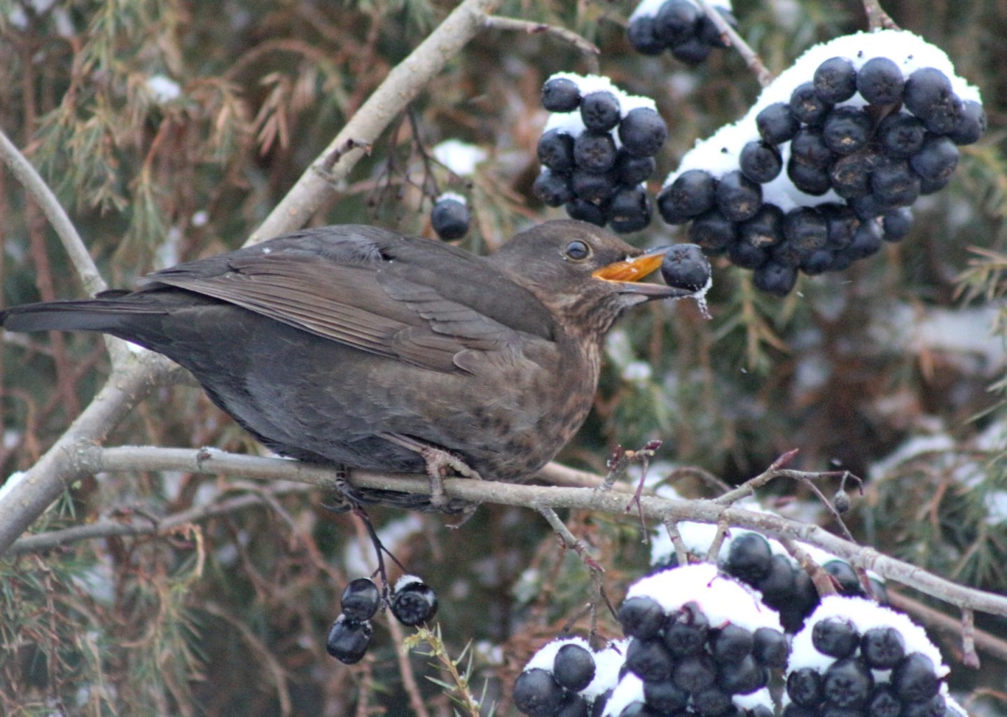 Valokuvaaja: Terhi Pöntinen