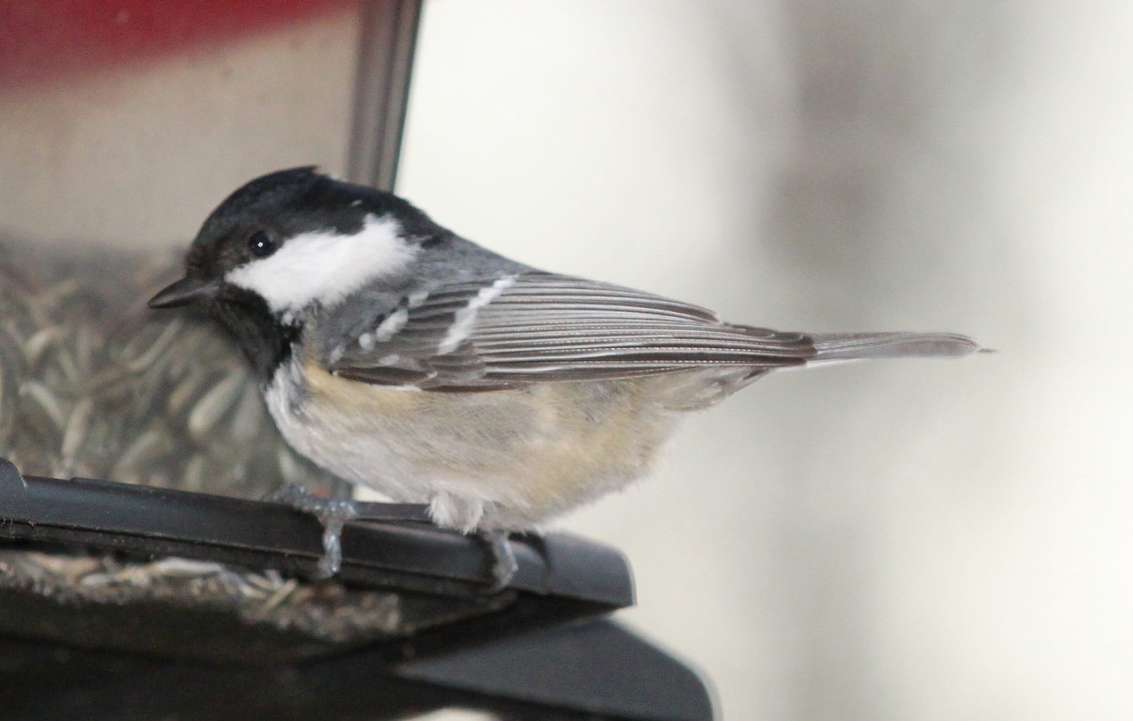 Valokuvaaja: Sami Korhonen