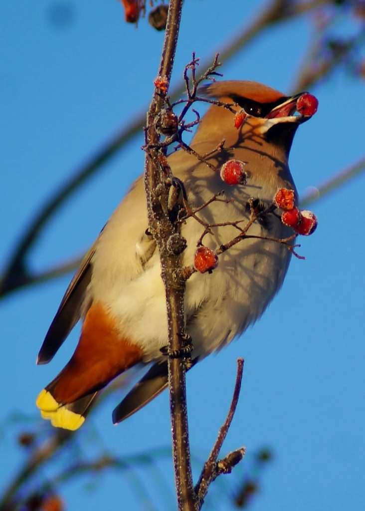 Valokuvaaja: Maarit Siitonen