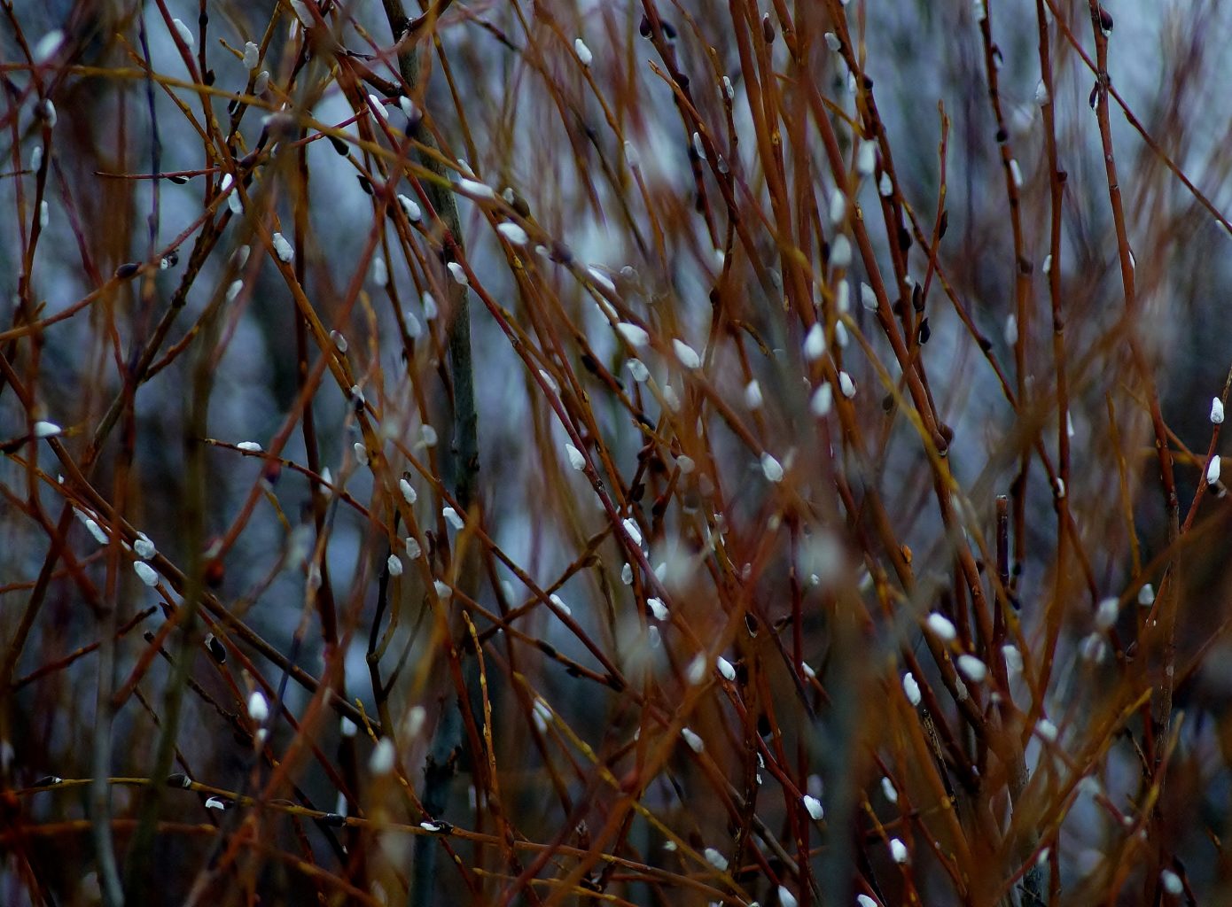 Valokuvaaja: Maarit Siitonen