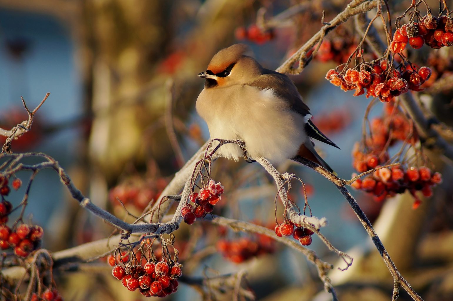 Valokuvaaja: Maarit Siitonen