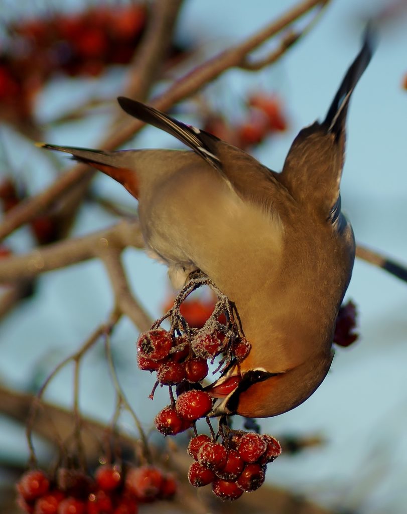 Valokuvaaja: Maarit Siitonen