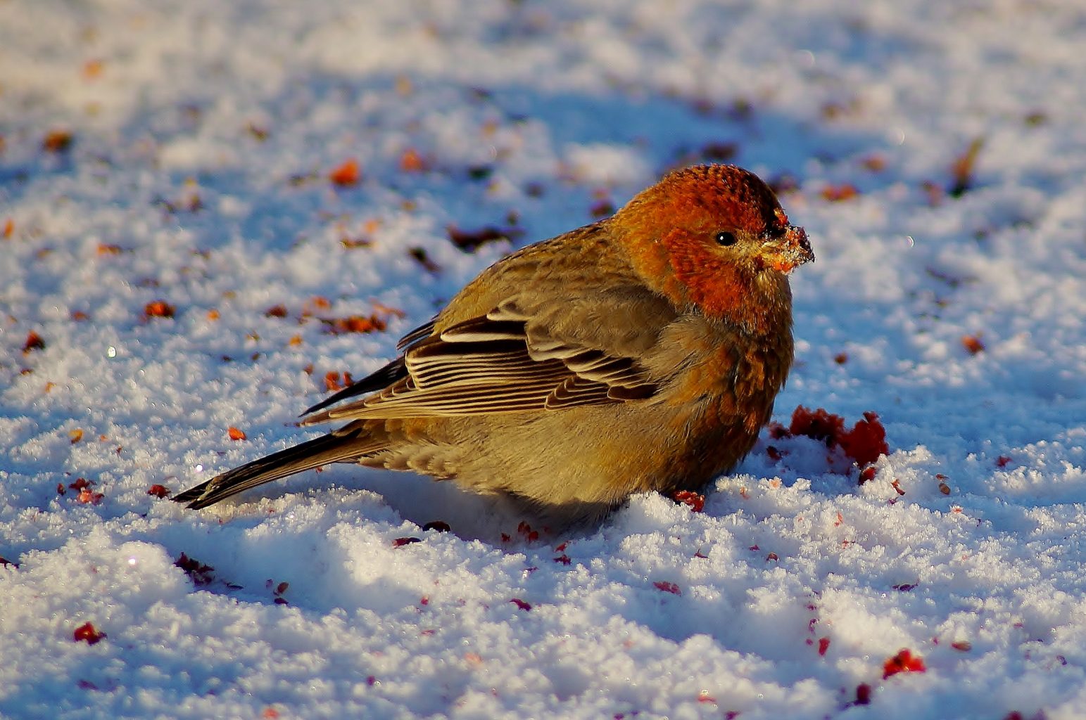 Valokuvaaja: Maarit Siitonen