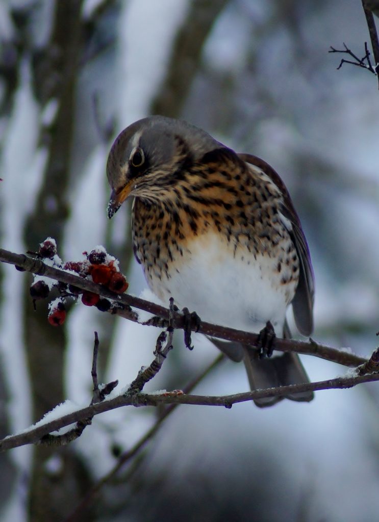 Valokuvaaja: Maarit Siitonen