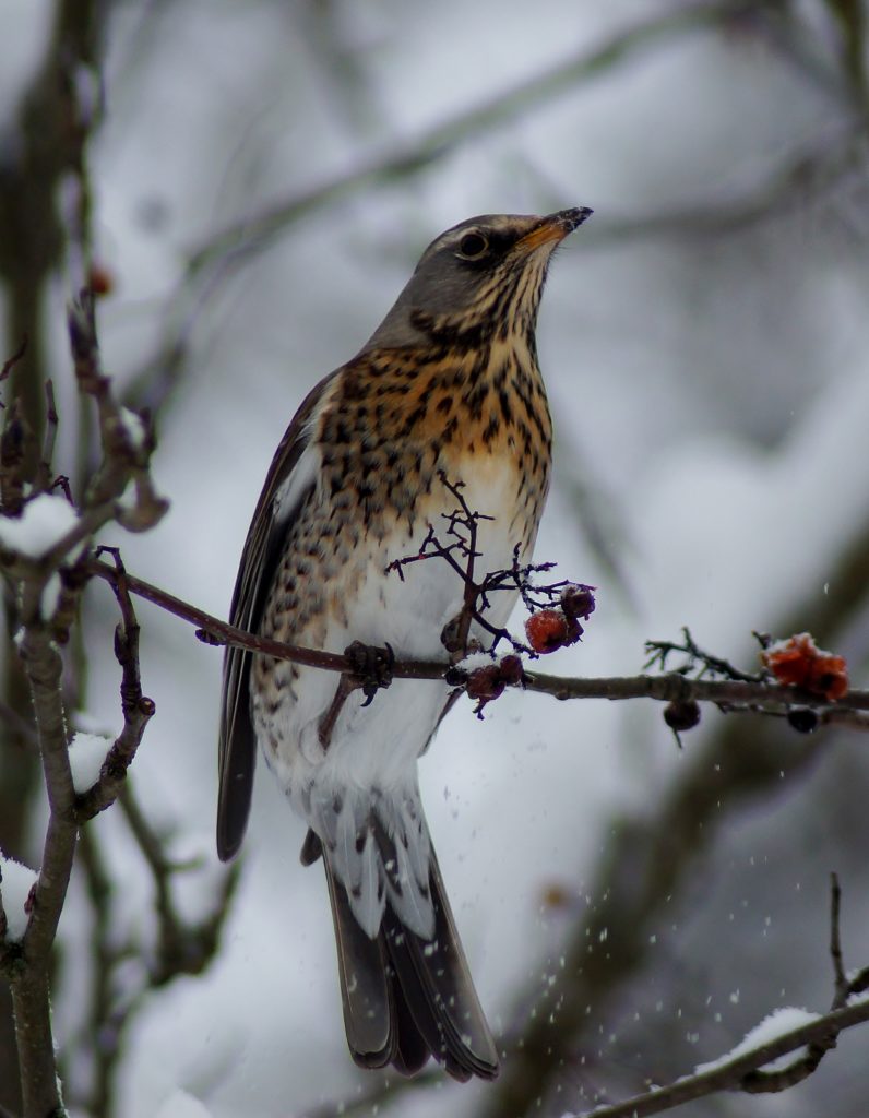 Valokuvaaja: Maarit Siitonen