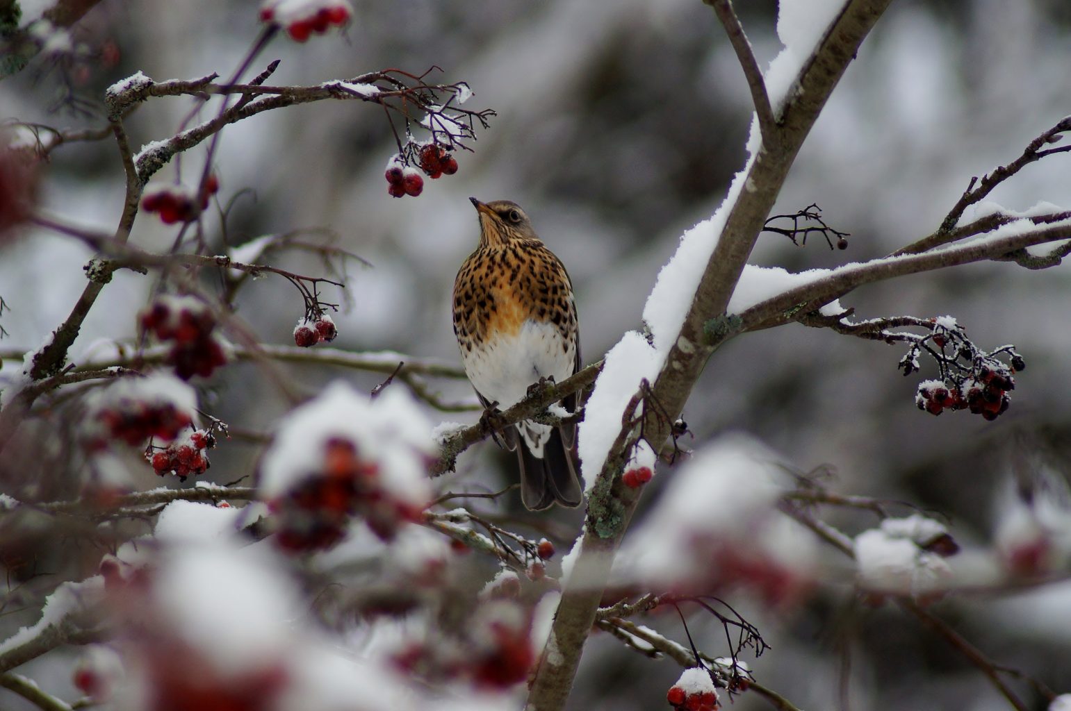 Valokuvaaja: Maarit Siitonen