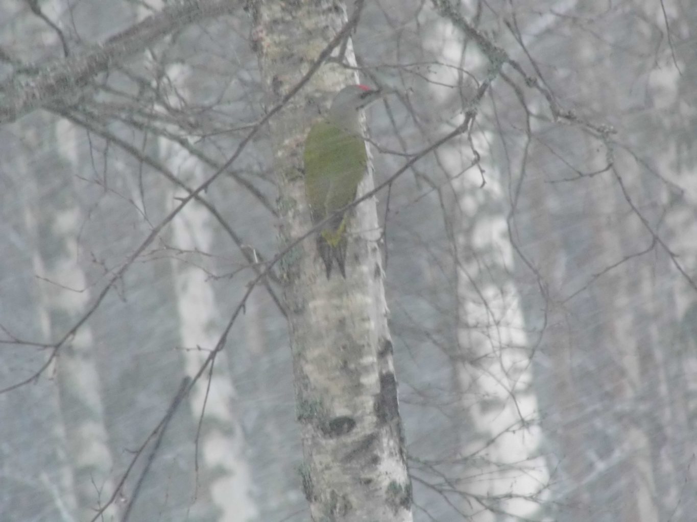 Valokuvaaja: Tarja Koistinen Valokuvaaja: Tarja Koistinen