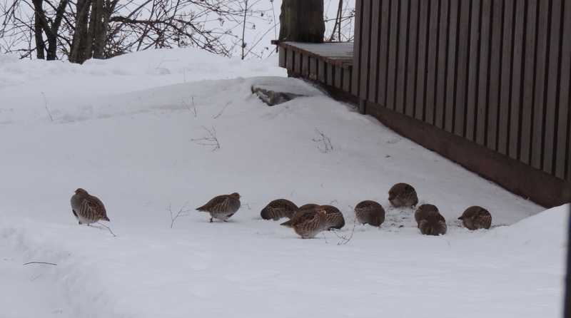 Valokuvaaja: Helena Sytelä