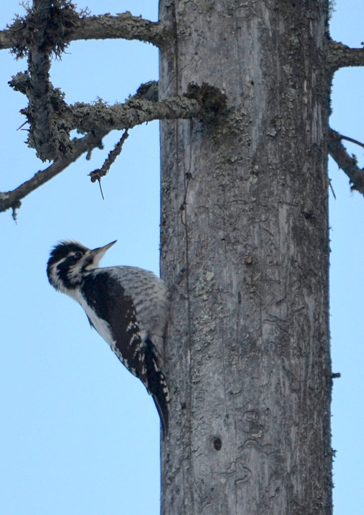 Valokuvaaja: Leena Silvola