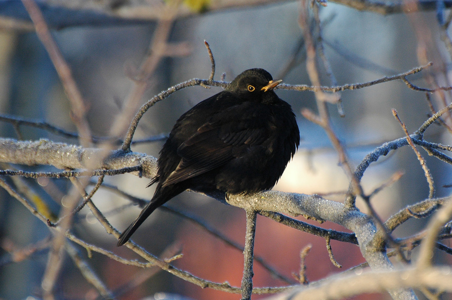 Valokuvaaja: Paavo Siukonen