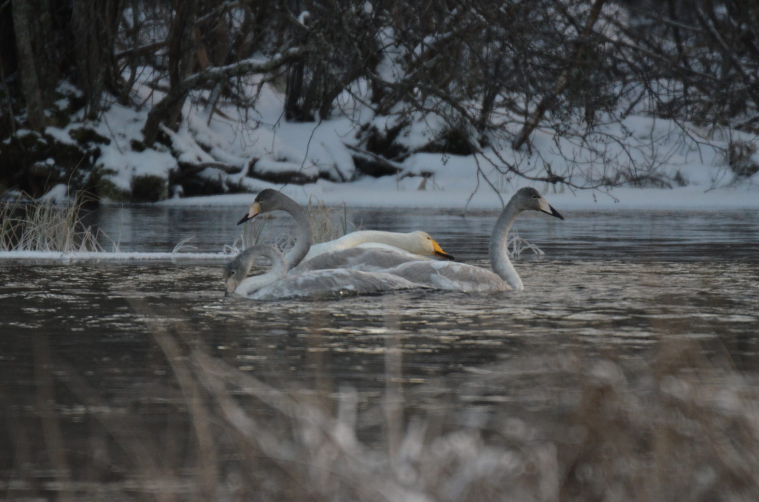 Valokuvaaja: Mikko Rahikainen