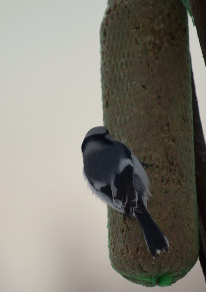 Valokuvaaja: Kirsi Nikkola