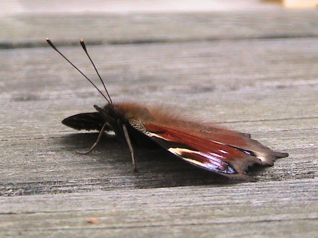 Valokuvaaja: Kirsi Nikkola