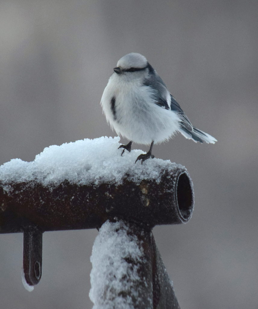Valokuvaaja: Kirsi Nikkola