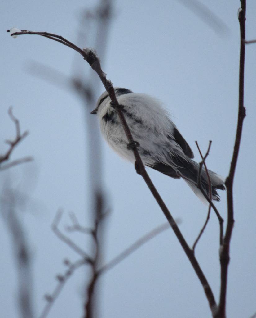 Valokuvaaja: Kirsi Nikkola